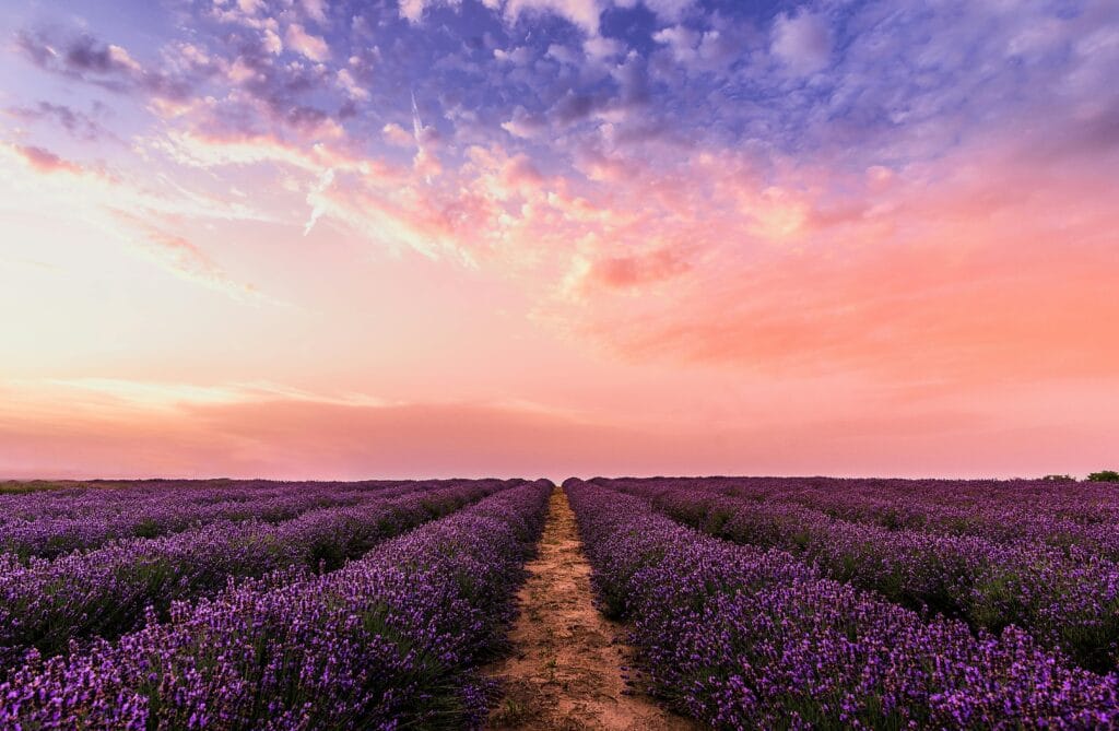 blue pink orange sunset over field of lavender flowers in long rows. beautiful landscape peace